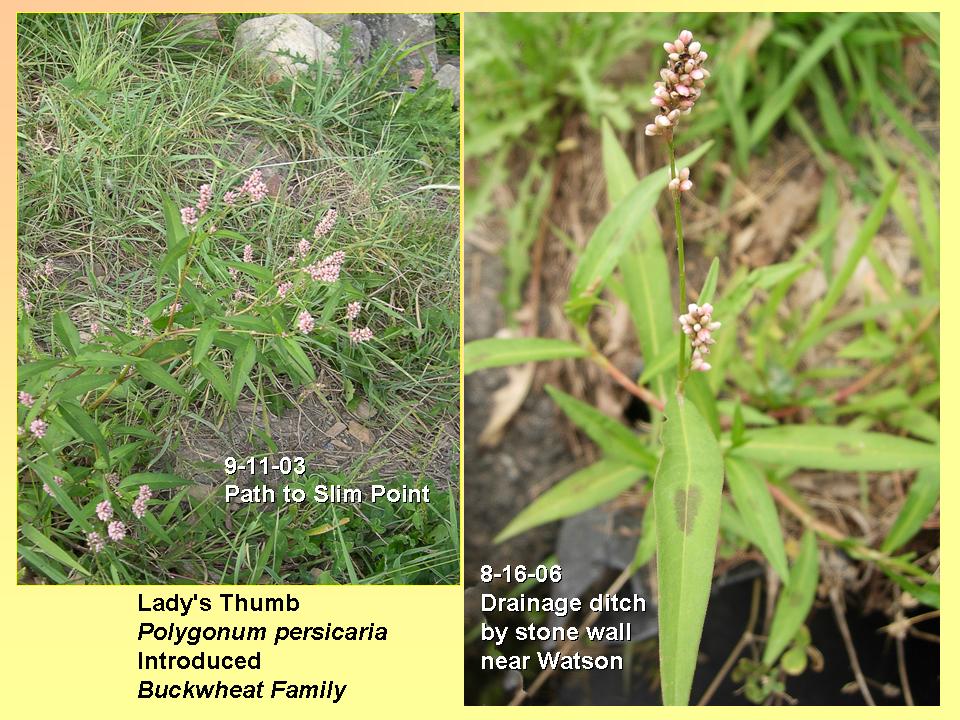 Knotweed, Lady's Thumb