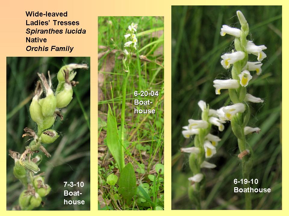 Ladies' Tresses, Wide-leaved