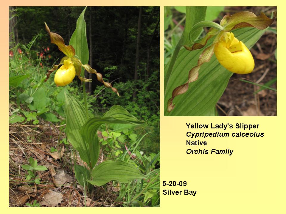 Cypripedium calceolus