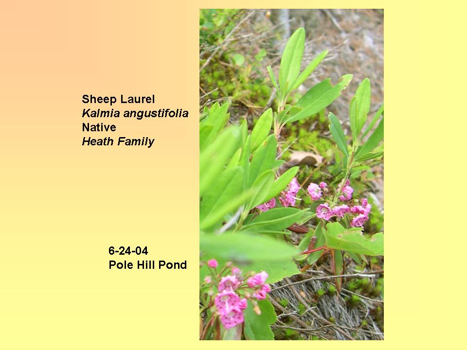 Kalmia angustifolia