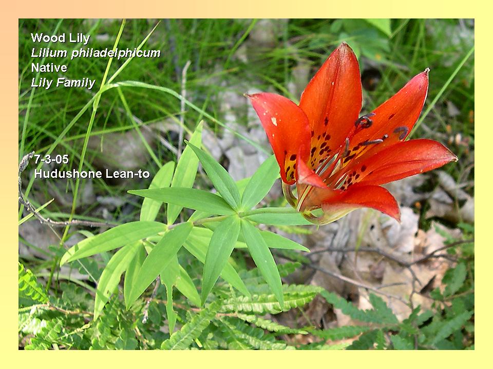 Lilium philadelphicum