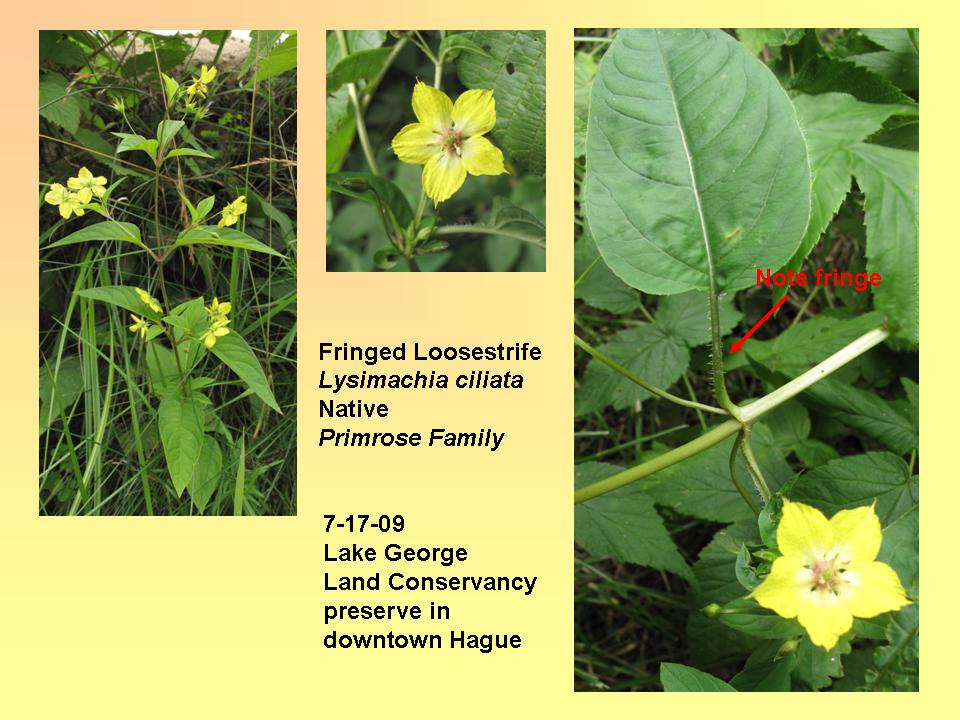 Loosestrife, Fringed