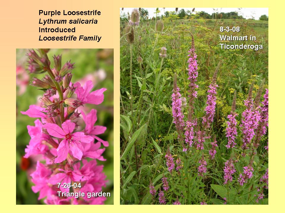 Loosestrife, Purple