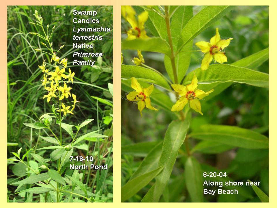 Loosestrife, Swamp Candles