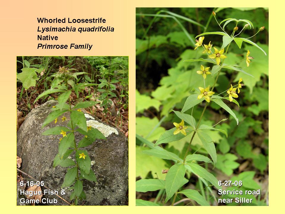 Loosestrife, Whorled