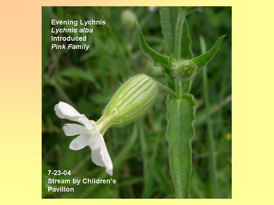 Lychnis alba