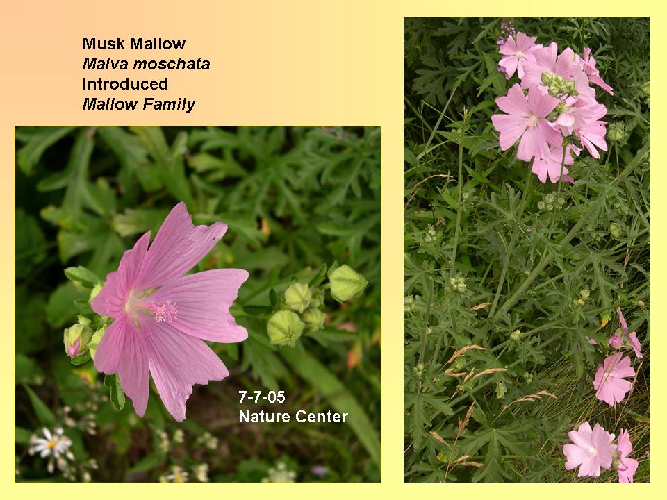 Mallow, Musk