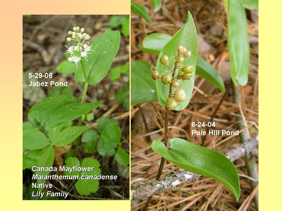 Maianthemum canadense