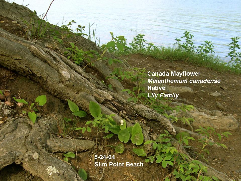 Maianthemum canadense