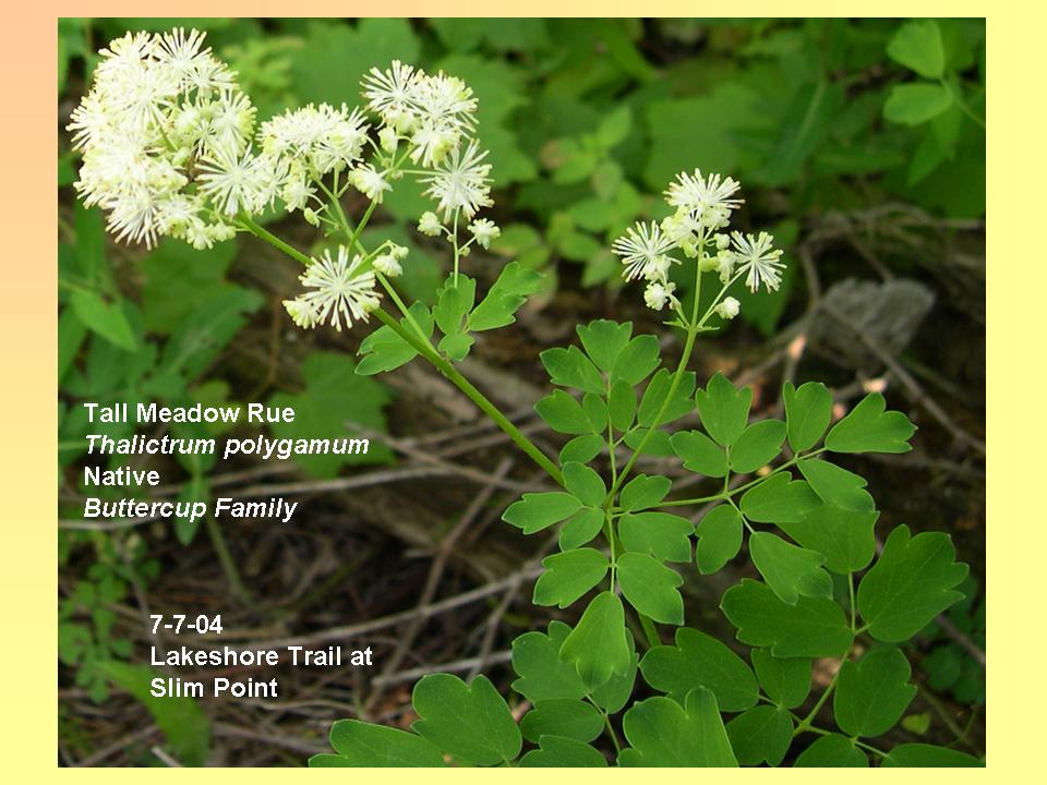 Meadow Rue, Tall