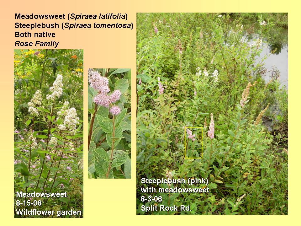 Meadowsweet