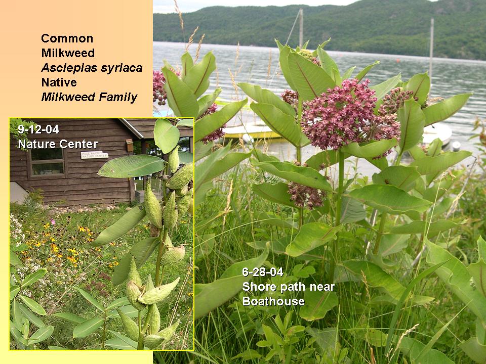 Asclepias syriaca