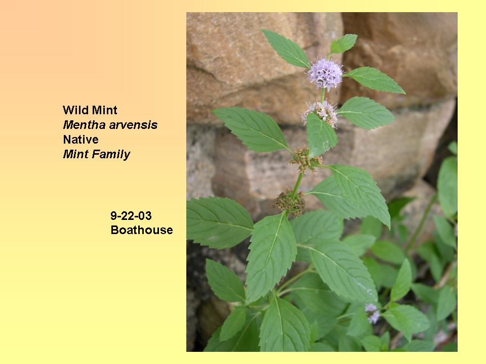 Mentha arvensis