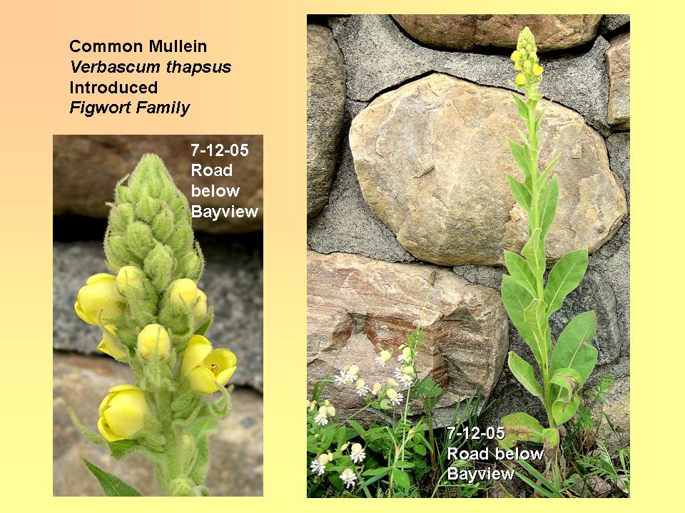 Mullein, Common