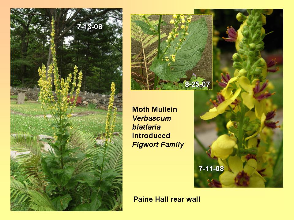 Mullein, Moth