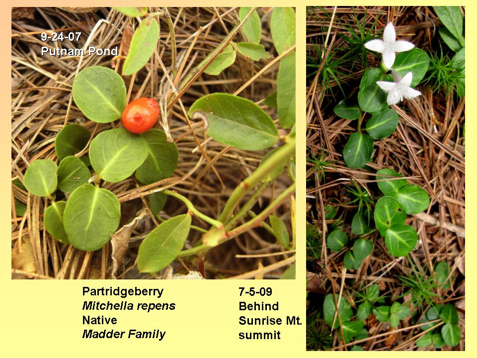 Mitchella repens