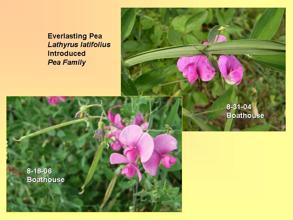 Lathyrus latifolius