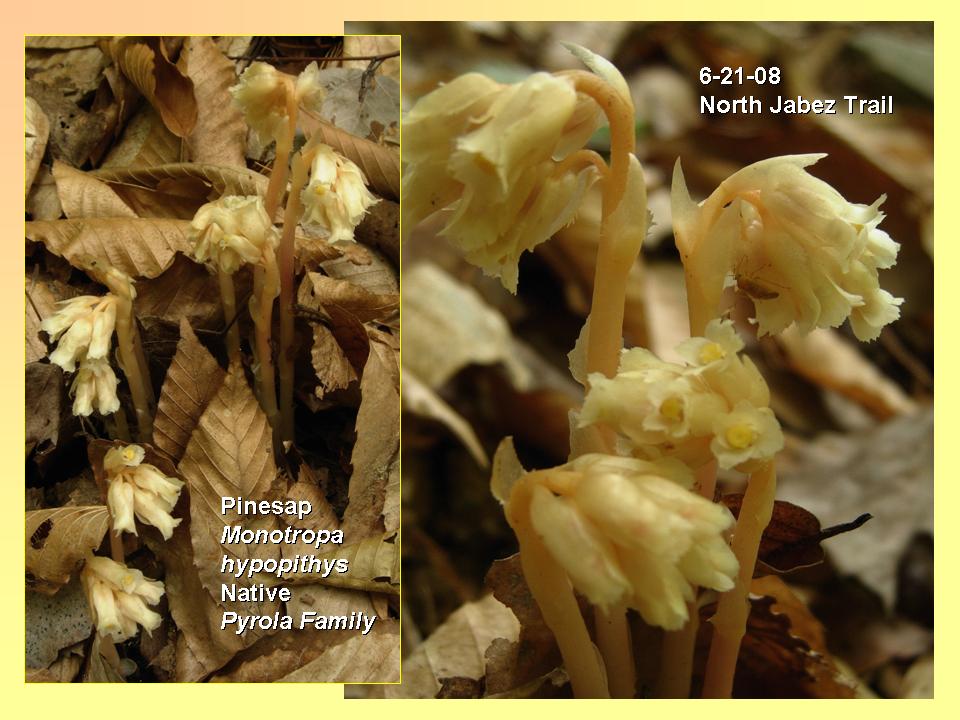 Monotropa hypopithys