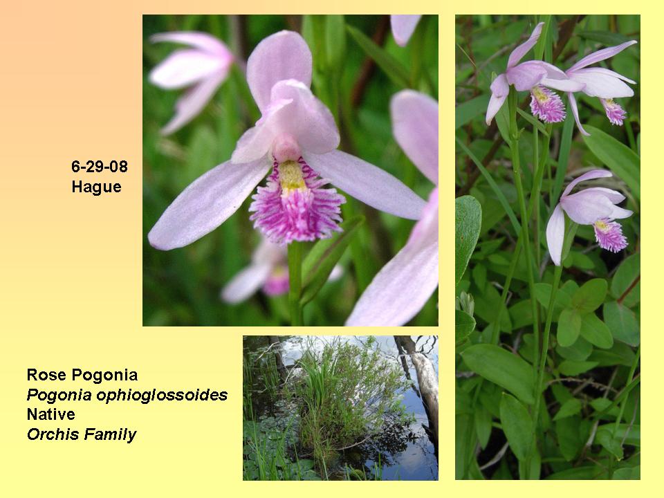 Pogonia ophioglossoides