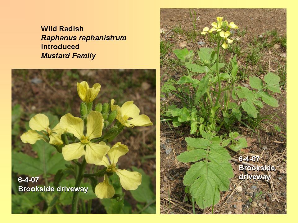 Radish, Wild