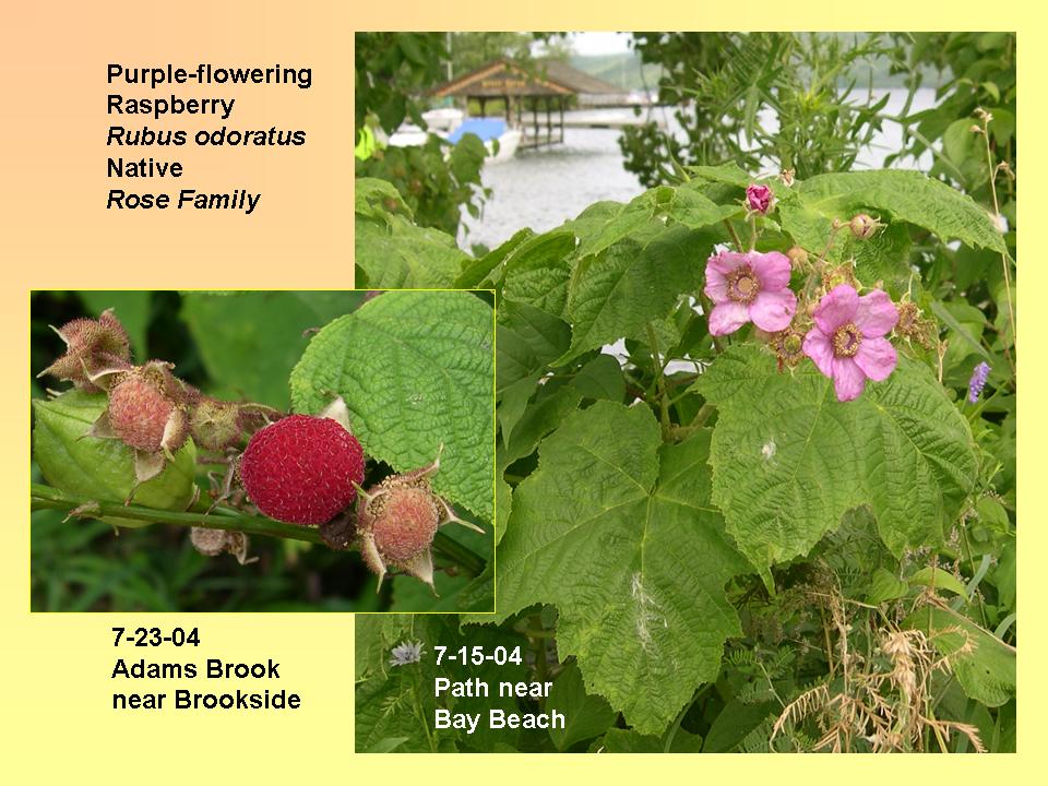 Raspberry, Purple-flowering