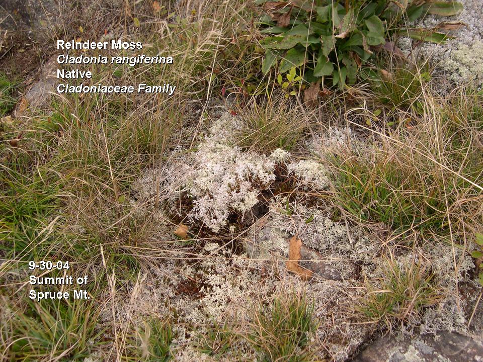 Cladonia rangiferina