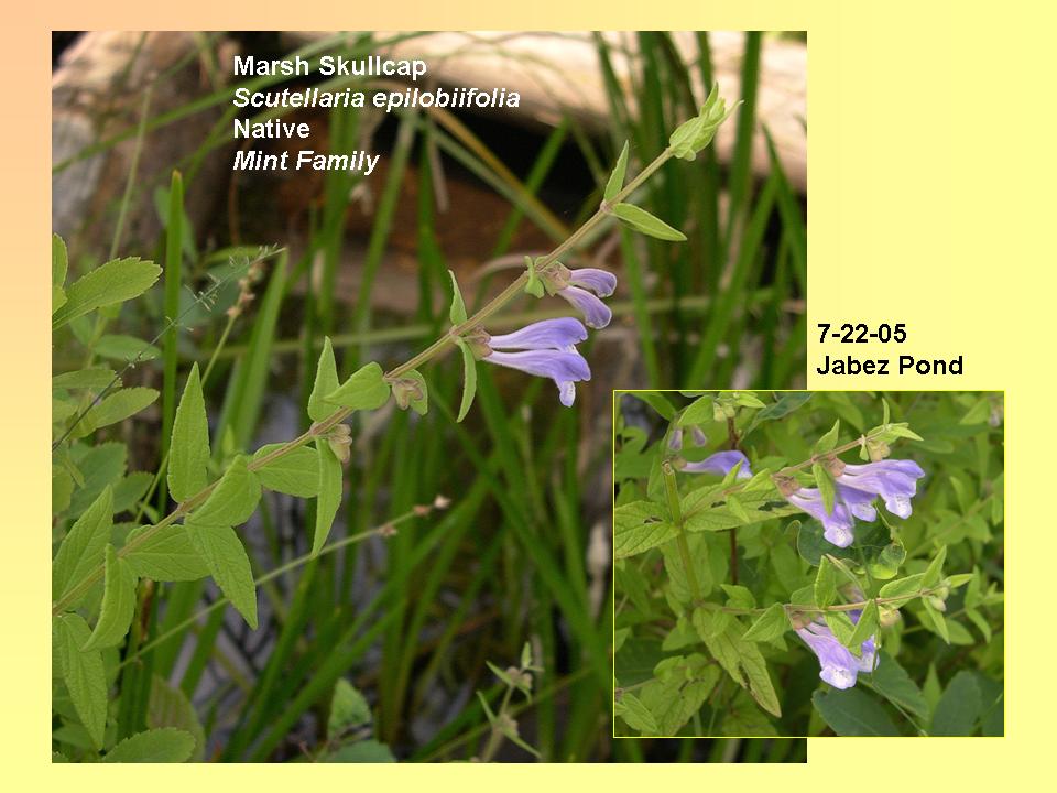 Scutellaria epilobiifolia