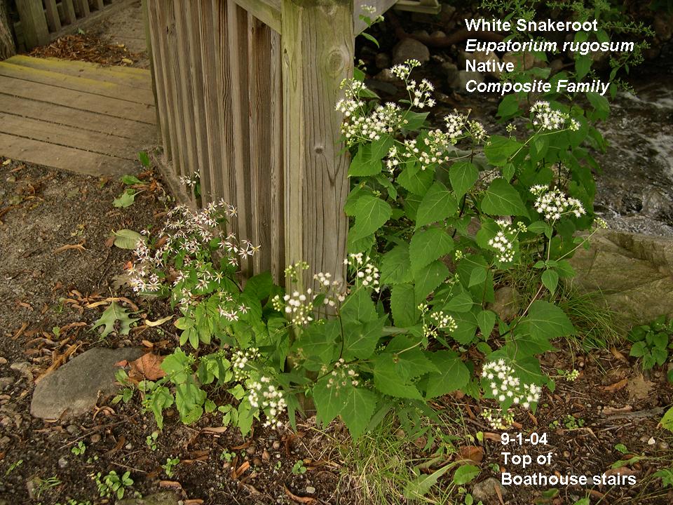 Eupatorium rugosum