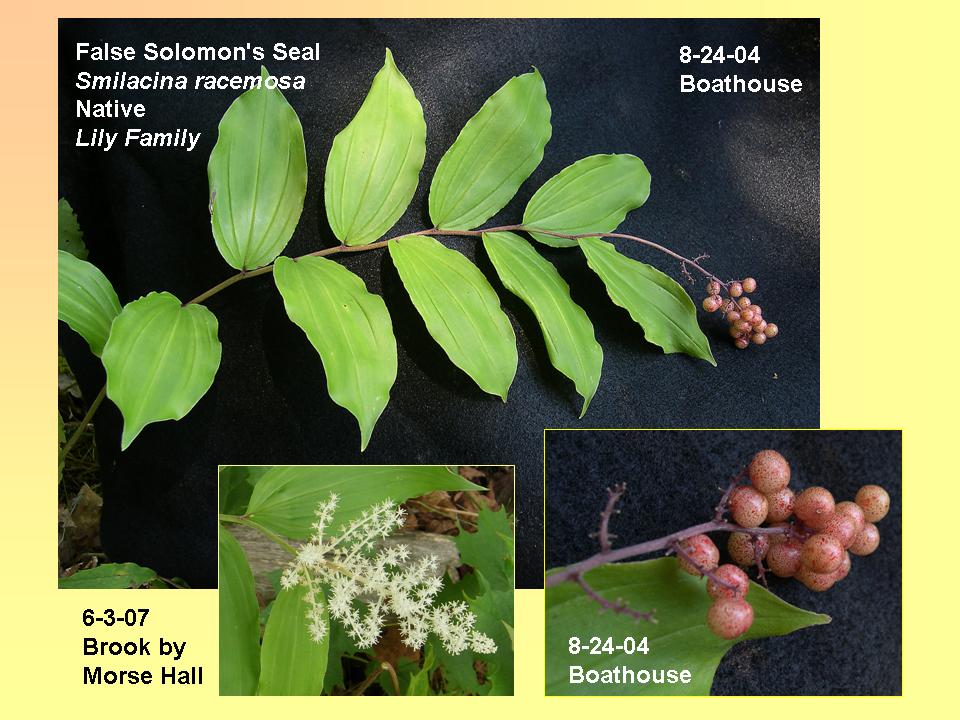 Smilacina racemosa