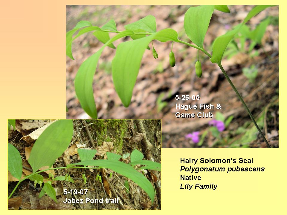 Polygonatum pubescens