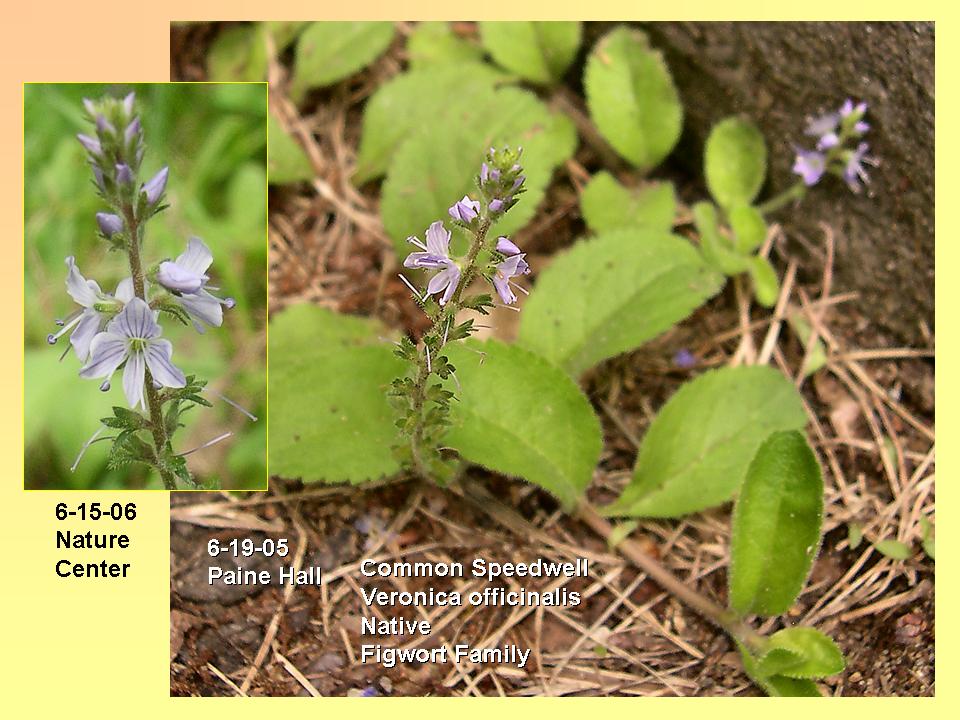 Speedwell, Common