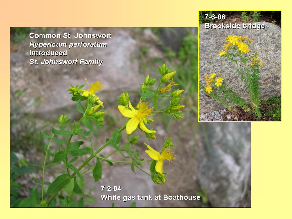 Hypericum perforatum