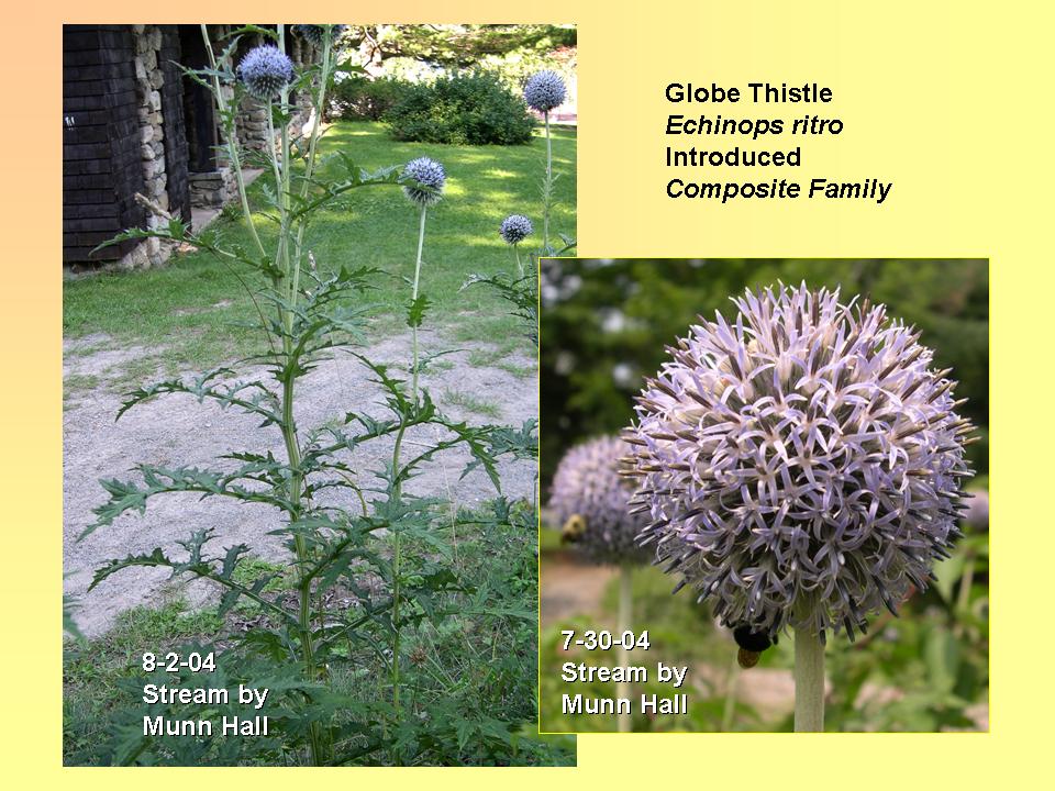 Echinops ritro