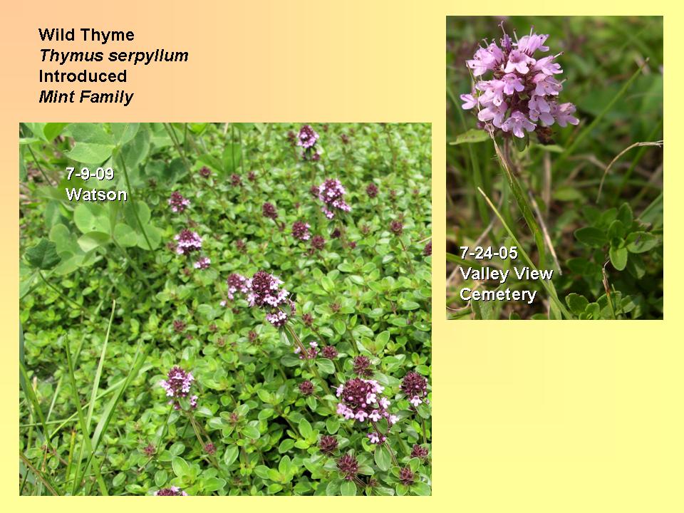 Thyme, Wild