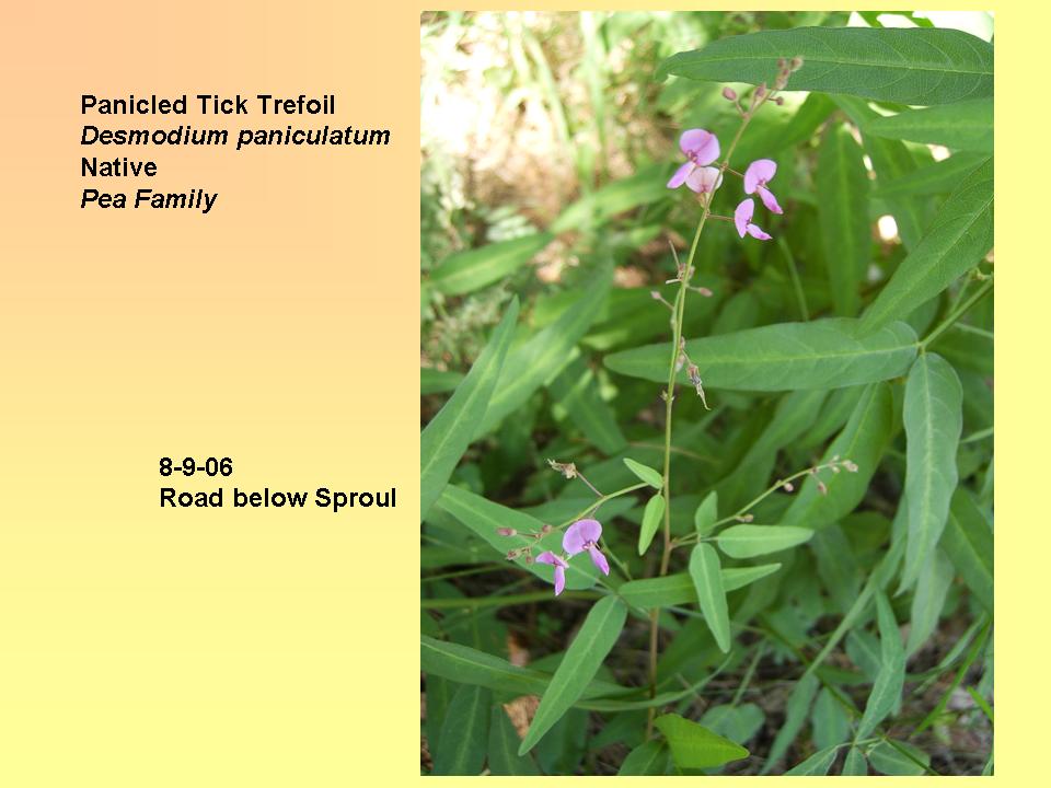 Desmodium paniculatum