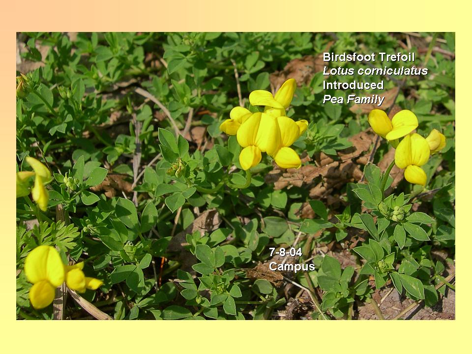 Lotus corniculatus