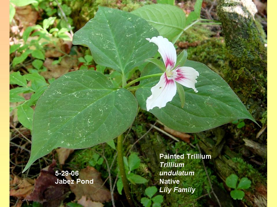 Trillium undulatum