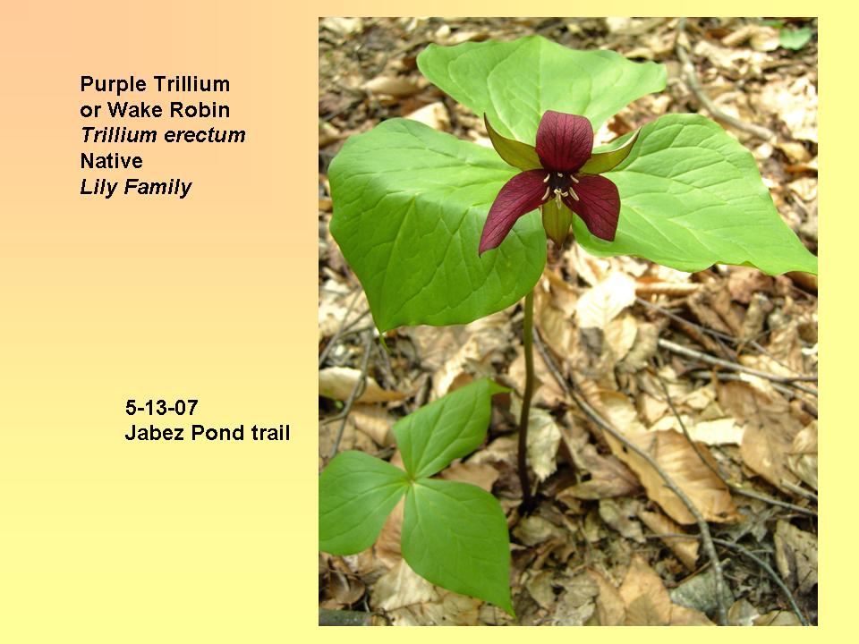 Trillium erectum