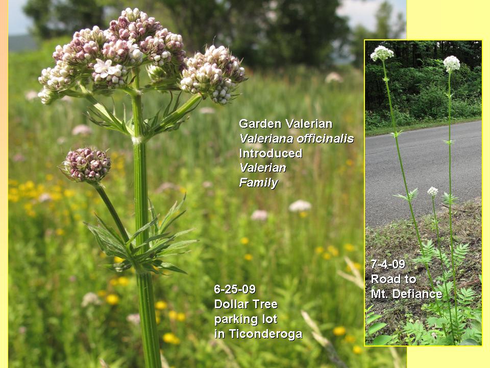 Valerian, Garden