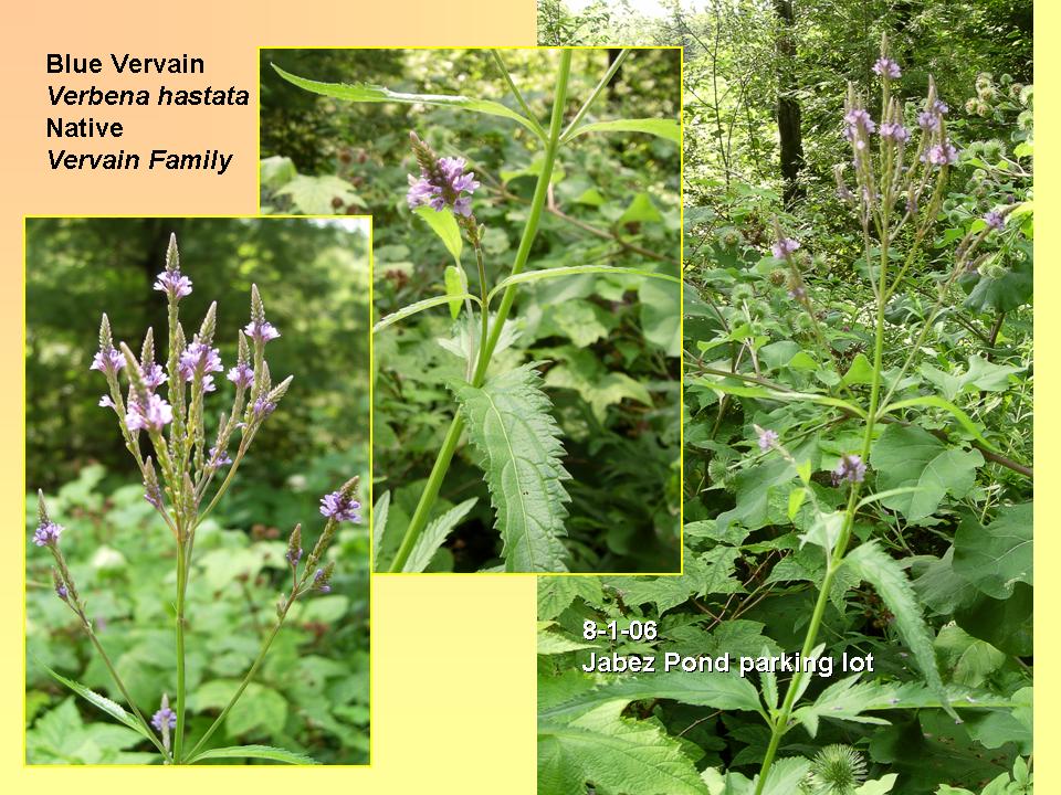 Verbena hastata