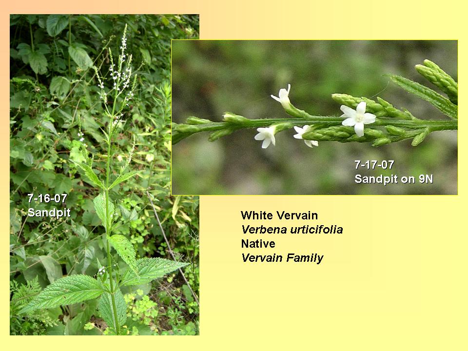 Verbena urticifolia