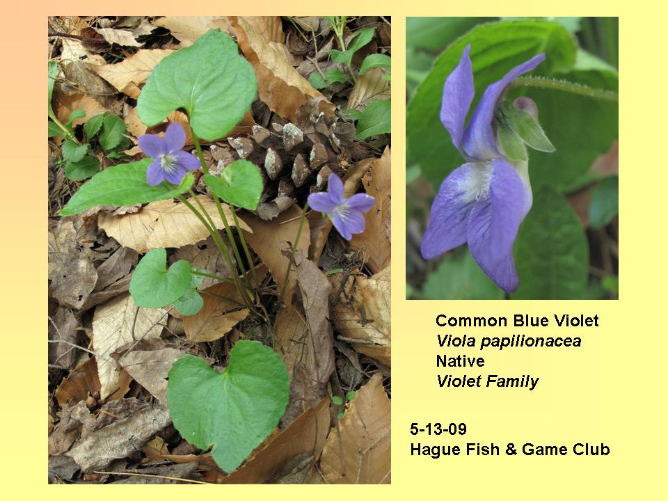 Viola papilionacea