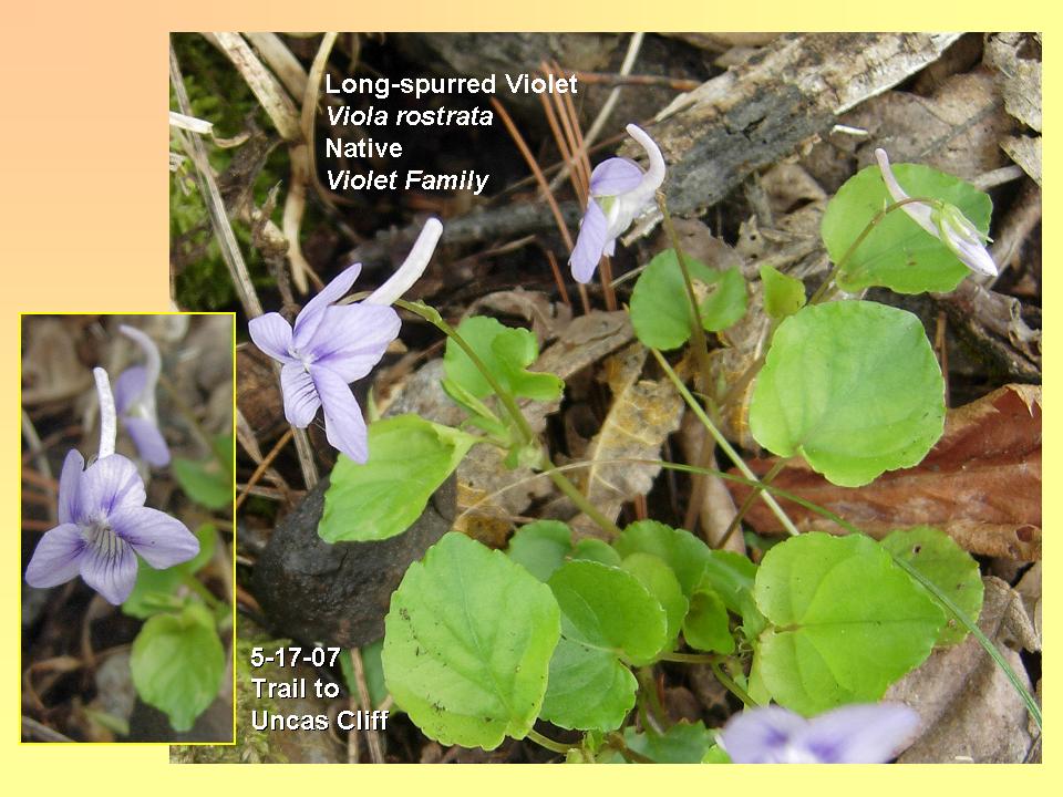 Viola rostrata