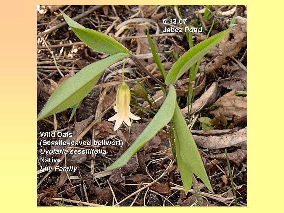 Bellwort, Sessile-leaved