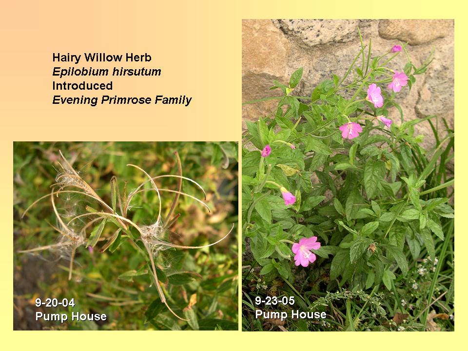 Epilobium hirsutum