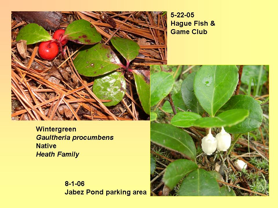 Gaultheria procumbens