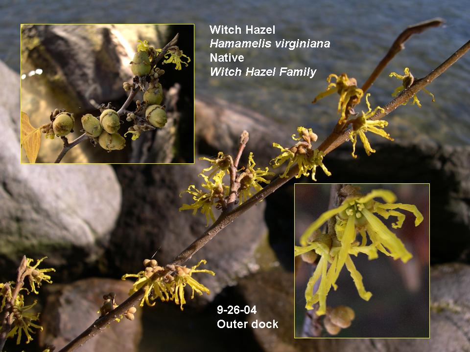 Hamamelis virginiana