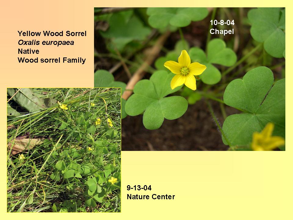 Oxalis europaea