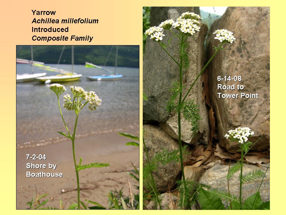 Achillea millefolium